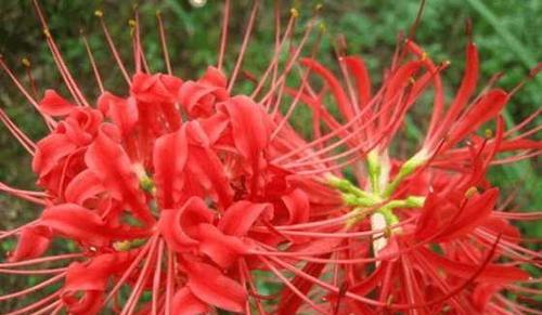 为什么曼珠沙华不开花？（探寻曼珠沙华不开花的原因与解决之道）