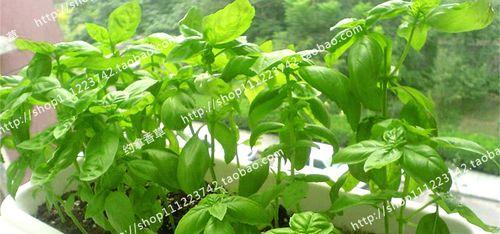 罗勒是一年生植物吗？（探究罗勒的生命力和种植方式）