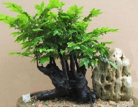 小叶紫檀盆景开花全揭秘（了解小叶紫檀盆景开花的时期、花型、花色等信息）