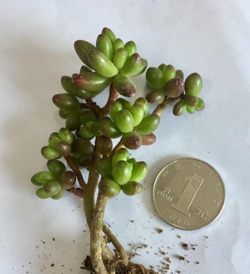 宝草玉露养护之变身粉红攻略（宝草玉露养护小技巧，让你的绿叶变身粉红公主）