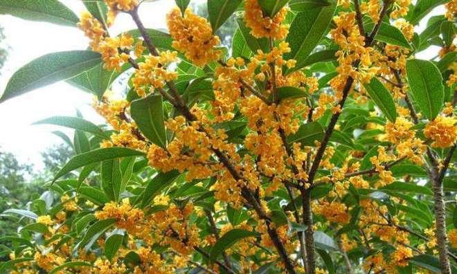 桂花在北方能否安全过冬？（详解桂花耐寒能力及适宜生长条件）