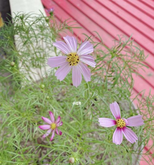 波斯菊开花后的护理方法（打理花园中美丽的波斯菊，让它绽放更久）
