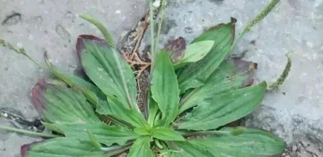 洋荷的营养价值与食用方法（为什么可以生吃？如何安全地享用？）