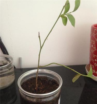 生根粉浇花，好不好？（揭秘生根粉的使用方法和注意事项）
