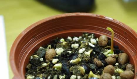 如何种植芒果核？（从核到苗的全过程，不容错过）