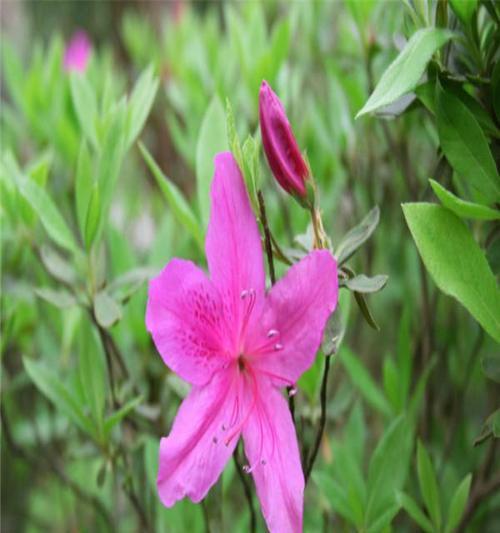 翠芦莉——探究其草本还是木本身份（解析翠芦莉的植物属性及特征）
