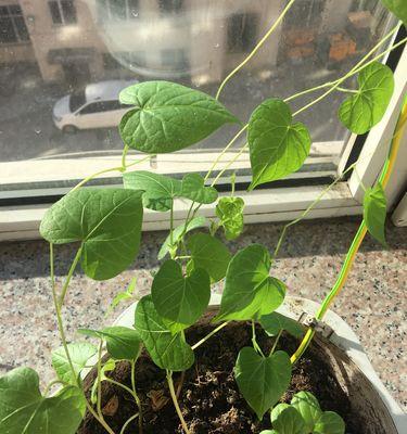 牵牛花的叶子特征浅析（探究牵牛花叶子的形态与特点）