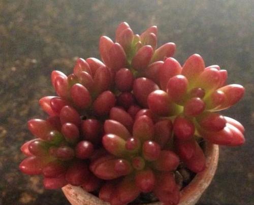探秘虹之玉开花之谜（开花样子、特点、栽培技巧等细节全揭秘）