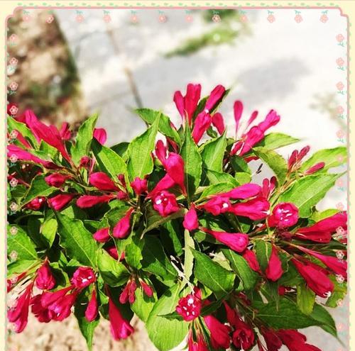 锦带花的生长特点及花期分析（探究锦带花的开花规律及生长习惯）