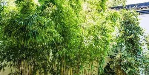 庭院绿化，种竹子好不好？（竹子的优点与注意事项）