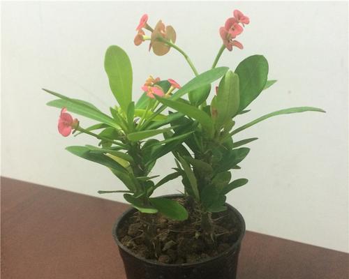 虎刺梅——多肉植物的代表之一（探究虎刺梅的生长习性和栽培方法）