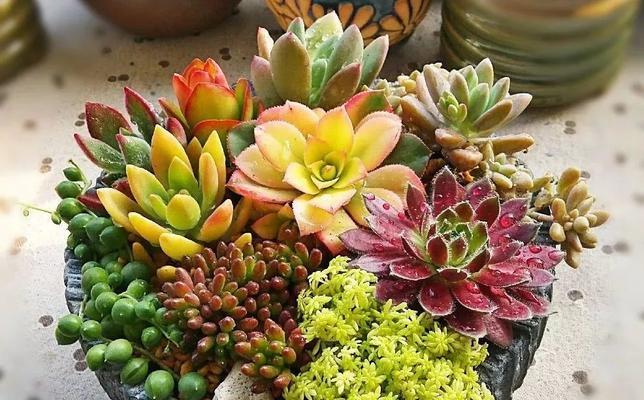 多肉植物的冬季养护（让多肉植物在寒冷的冬季里健康茁壮）