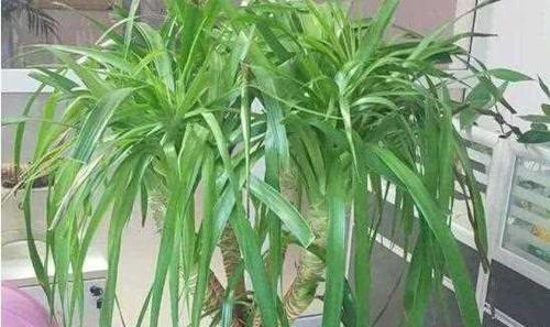 如何培育旺盛的龙血树？（龙血树养殖方法及关键技巧）