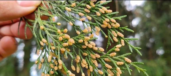 松柏树开花的奇迹（开花的样子和特点）