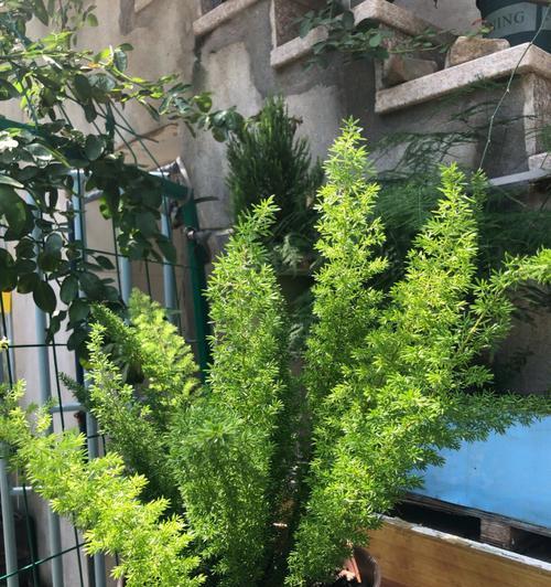 如何修剪天门冬，打造美丽的庭院（以美观为主，兼顾植株健康）
