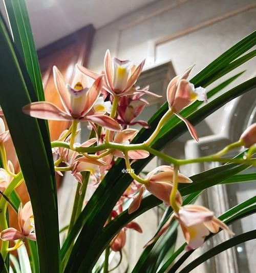 兰花的开放时节（探究兰花花期的奥秘）