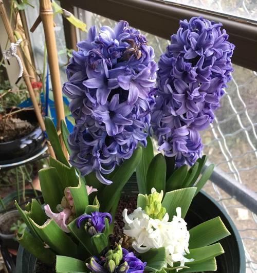 风信子开完花后的养护技巧