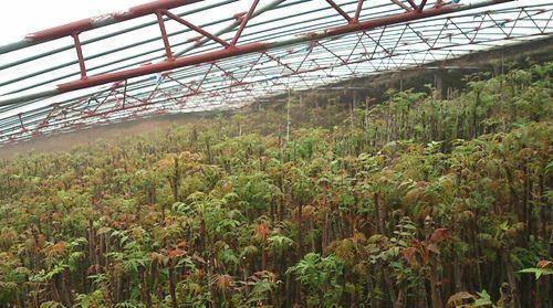 如何选择合适的季节种植香椿树？（掌握正确的种植时间和方法，让香椿生长更加健康）