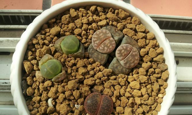 生石花的冬季养护（了解生石花的生长特点，避免冻死危机）