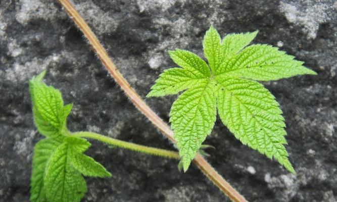 拉拉藤的功效与作用（探索拉拉藤的神奇疗效及其应用领域）
