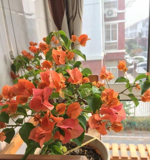 花叶红三角梅是否适合勤花？（一起了解花叶红三角梅的习性与养护技巧）