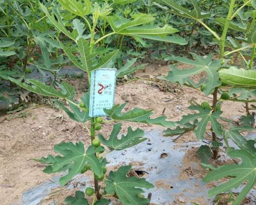 庭院种无花果树，挑战你的园艺技巧