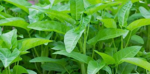 空心菜病虫害防治技术与方法（打造健康的空心菜种植生态系统）