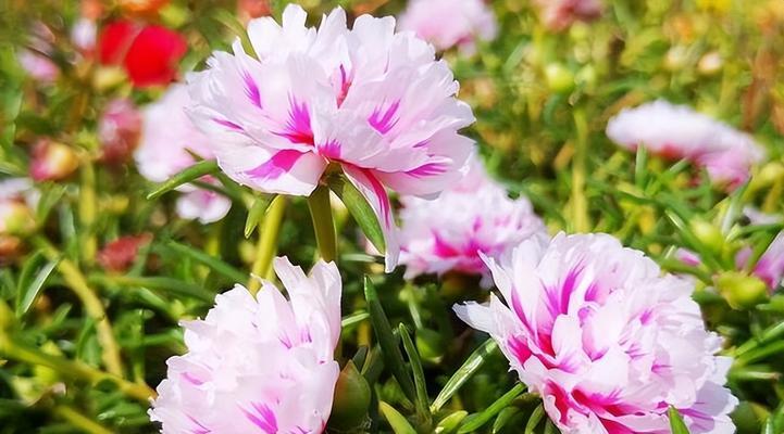 太阳花开花时间与季节（探究太阳花开花规律，了解其最佳观赏时期）