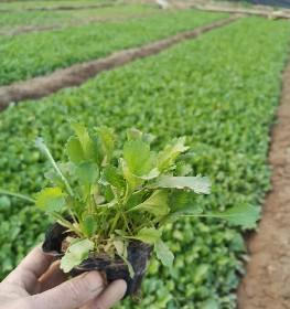 大滨菊种植的全程管理剖析（探寻大滨菊的最佳播种时间和管理方法）