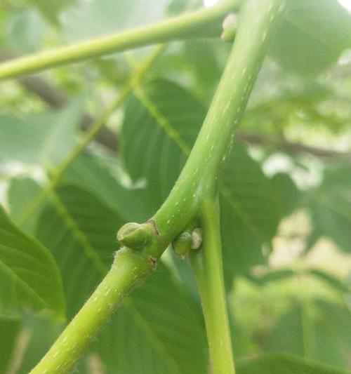 核桃长虫子的危害与预防（如何检测、治疗及预防核桃长虫子？）