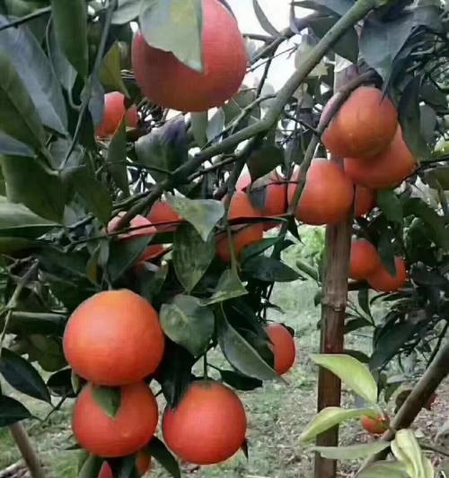 血橙上市时间及成熟季节剖析（了解血橙的成熟和上市时间，享受美味的季节水果）