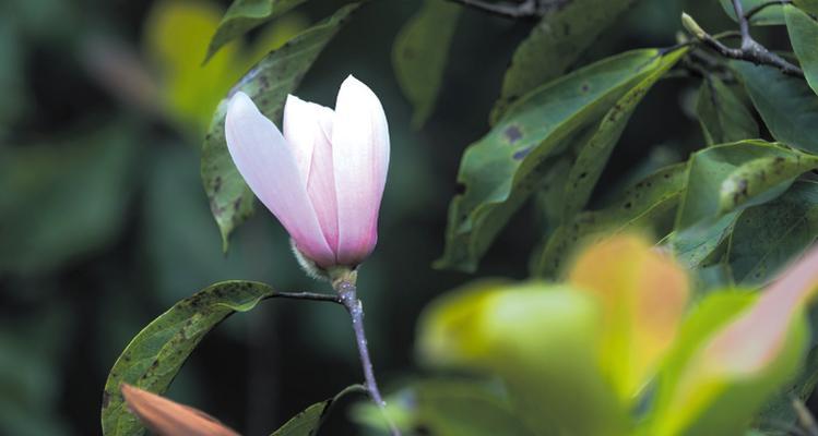 玉兰花开花时间与时间长度详解（探寻玉兰花开花规律及生长习性）