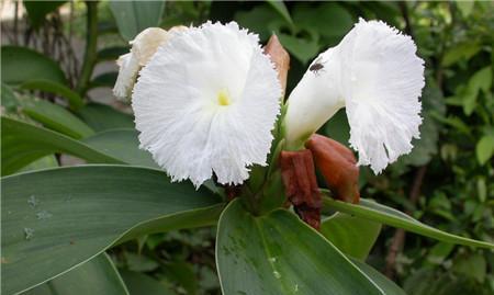 甘蔗开花了，寓意与预兆是什么？（探讨甘蔗开花的神秘之处，寻找甘蔗开花的原因和预兆。）