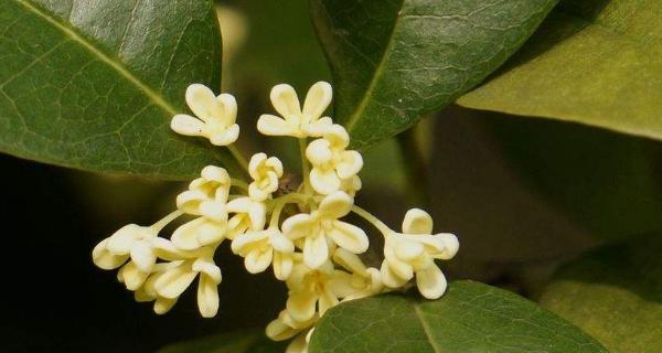 桂花的喜光属性（探究桂花喜阳还是喜阴？）