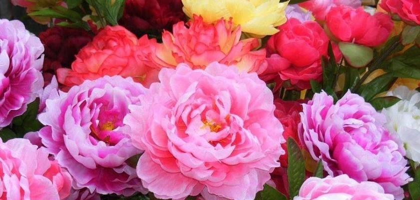 家里种牡丹花的好处和方法（从生长条件到繁殖方法，全方位解析家庭牡丹花种植技巧）