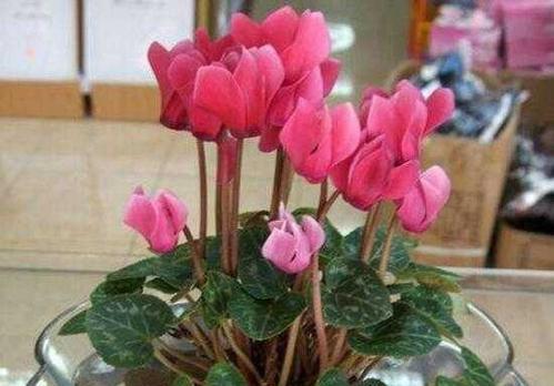仙客花的四季开花之谜（解密仙客花一年开花几次的秘密）