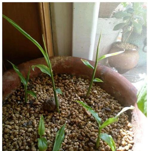 生姜花盆种植的方法（在家也能自己种生姜，享受到新鲜生姜的香味）