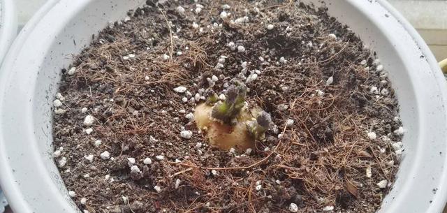 土豆也能在花盆里种植？（花盆种植土豆的方法和注意事项）