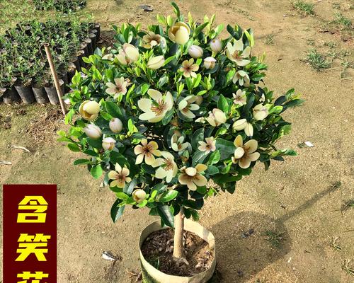 含笑花的养护指南（阳光和阴凉，她都能开出迷人的笑容）