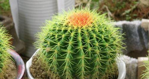 仙人球在室内养护的指南（如何让仙人球在室内茁壮成长）