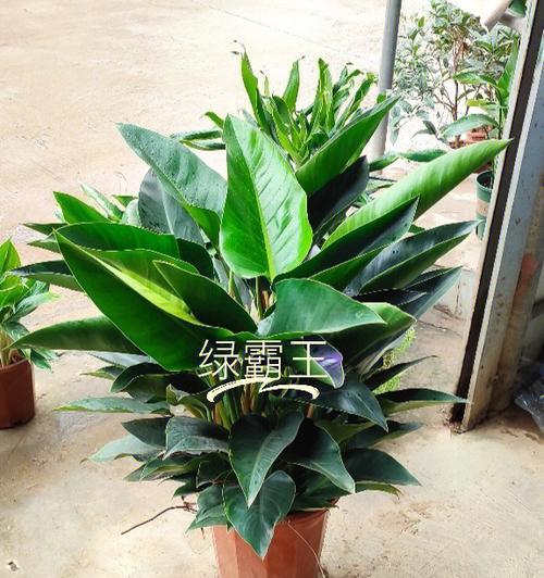 绿帝王掉叶子应该怎么办？（教你轻松应对绿帝王掉叶子的问题）