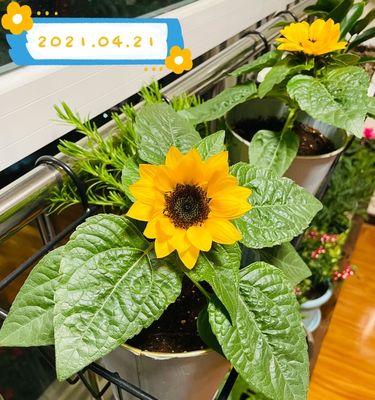 矮向日葵的开花周期（探寻矮向日葵开花规律，为您带来一场色彩盛宴）