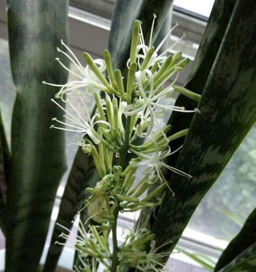 虎皮兰开花时间及注意事项（种植虎皮兰，这些需要注意）
