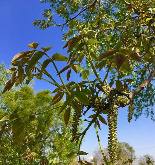 核桃树开花时间及关键因素剖析（探究核桃树开花的季节性规律和气候条件限制）