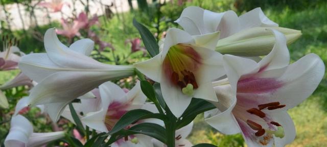 百合花的生长环境和习性（从温度、湿度到土壤，揭秘百合花的适应性和生长习惯）