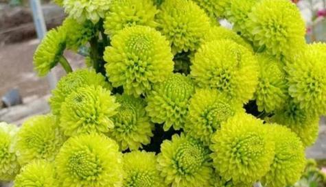 菊花的阳光过敏（探究菊花为何怕晒太阳）