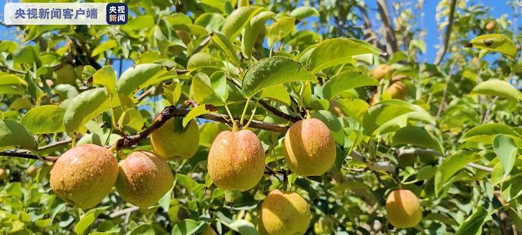 库尔勒香梨种植条件探析（从土壤要求到病虫害防治）