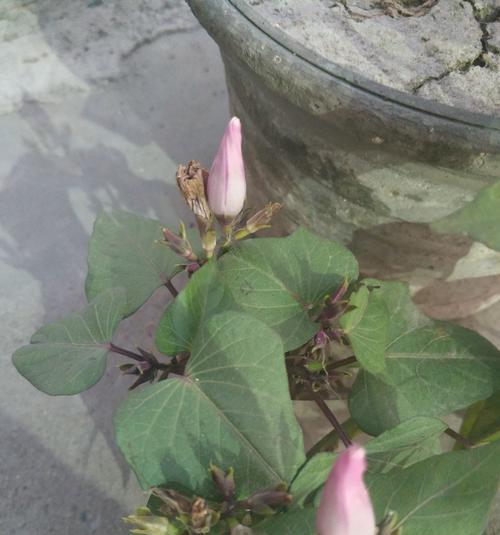 红薯开花时间及生长周期详解（探秘红薯开花背后的生命密码）