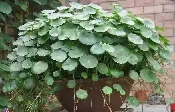 象征财富的植物（探究文化中的财富象征）