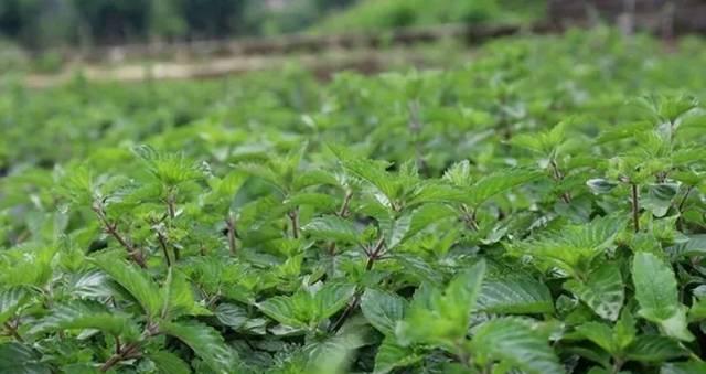 烧仙草，一种神奇的植物（解读烧仙草的起源、功效和用途）
